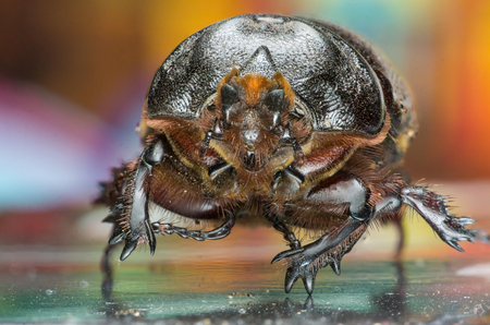 Dung Beetles (subfamily Scarabaeinae)の写真素材