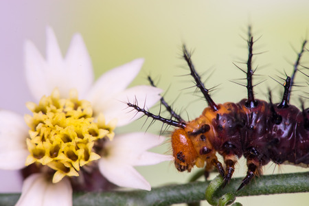 Caterpillar, Lepidoptera