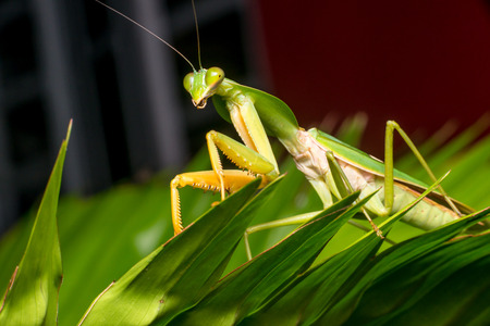Giant Malaysian shield praying mantis (Rhombodera Basalis) resting on a tree during the nightの写真素材