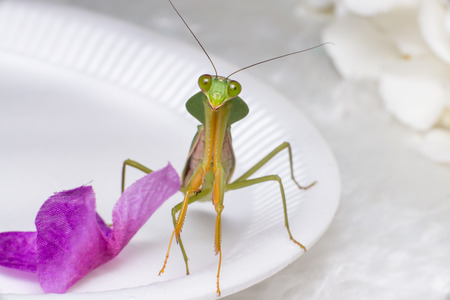 Giant Malaysian shield praying mantis (Rhombodera Basalis) resting on a white polisterine plateの写真素材