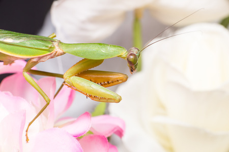 Giant Malaysian shield praying mantis (Rhombodera Basalis) resting on a white and purple flowerの写真素材