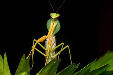 Giant Malaysian shield praying mantis (Rhombodera Basalis) resting on a tree during the night