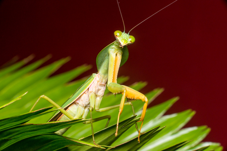 Giant Malaysian shield praying mantis (Rhombodera Basalis) resting on a tree during the nightの写真素材