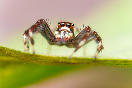 Male Two-striped Jumping Spider (Telamonia dimidiata, Salticidae) resting and crawling on a green leafの写真素材