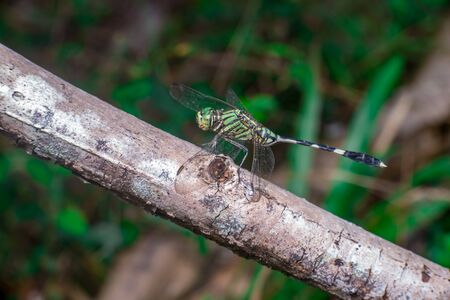 Green Marsh Hawk Dragonfly (Orthetrum sabina), on a brown stemの写真素材