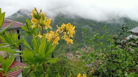 Yellow flowers of rhododendron on the background of the mountainsの写真素材