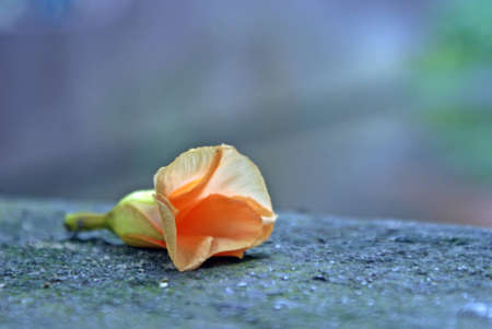 A flower on groundの写真素材