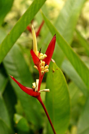 Zingiberaceaeの写真素材