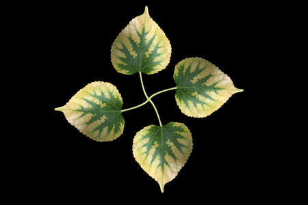 Leaves turbines that are formed by combining mulberry leafs isolated on black background.