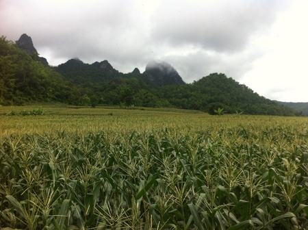 Corn field in moutainの素材