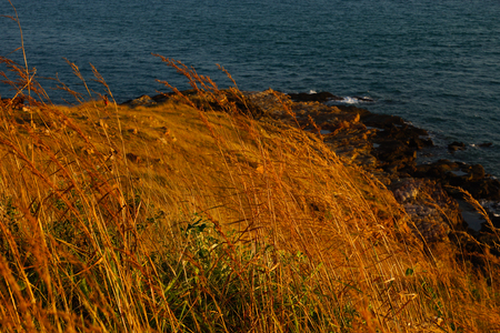 rock coast with grassの写真素材