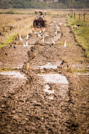 Tractor plowing and Birdの写真素材