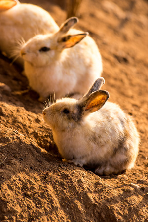 Baby Rabbits in the morningの写真素材