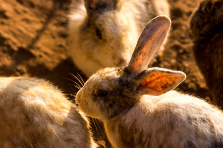 Baby Rabbits in the morningの写真素材