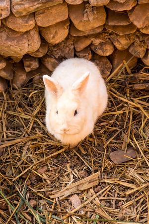 White Rabbit in Farmの写真素材