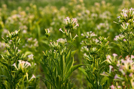 Tobacco Flowering Fieldの写真素材