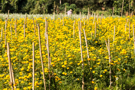 Marigolds Plantation の写真素材