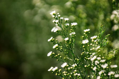 White Michaelmas Daisy or Aster lanceolatus Close Up