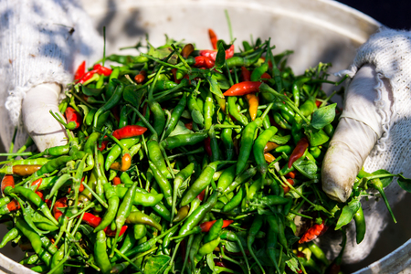 Bird s Eye Chili Peppers in Two Handsの写真素材