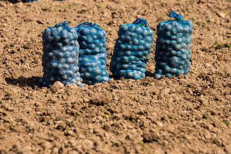 Potatoes Harvestingの写真素材