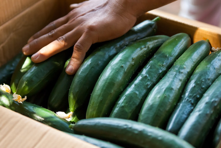Cucumbers Packing in the Boxの写真素材