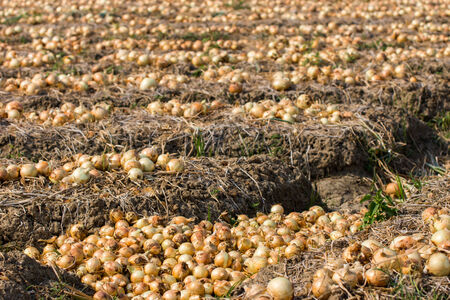Onion harvestingの写真素材
