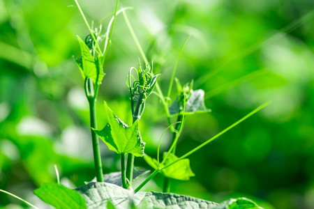 Chayote Plantation