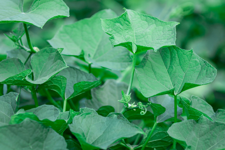 Chayote Plantationの写真素材