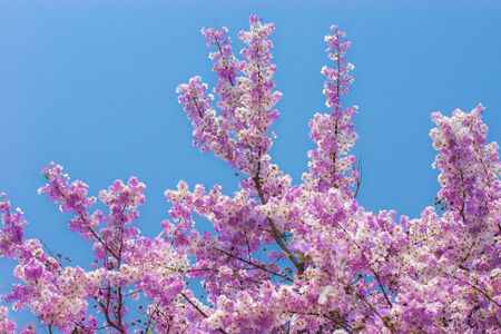 Lagerstroemia Blooming