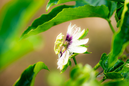 Passion Fruit Plantationの写真素材
