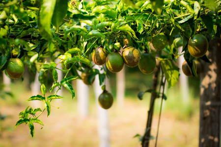 Passion Fruit Plantationの写真素材