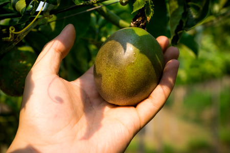 Passion Fruit Plantationの写真素材