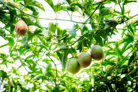 Passion Fruit Plantationの写真素材
