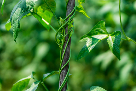 Chinese Long Bean Plantationの写真素材
