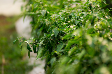 Cayenne Pepper Planting in Green Houseの写真素材
