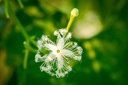 Snake Gourd Flowerの写真素材