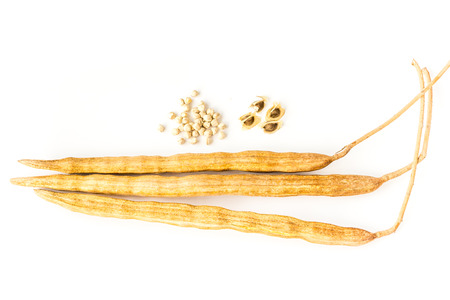 Moringa Seedの写真素材