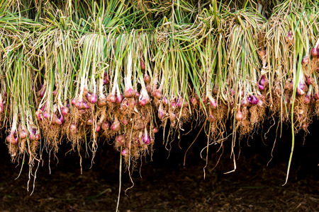 Shallot warehouseの写真素材