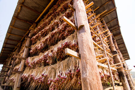 Shallot warehouseのeditorial素材