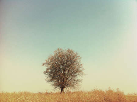 Lonely tree