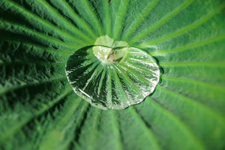 Lotus leaf with water dropの写真素材