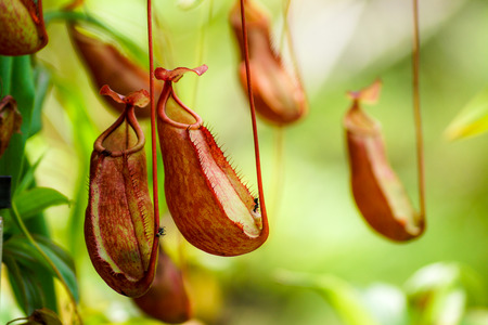 Nepenthesの写真素材