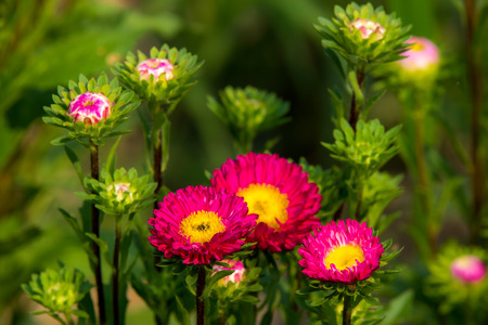 Pink Asterの写真素材