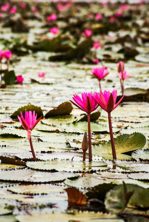 pink water lilyの写真素材