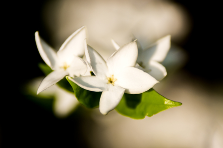 Jasmine Blooming Flowerの写真素材