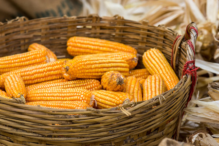 Husking Corn