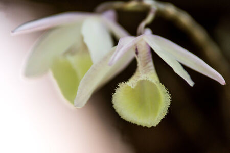 Dendorbian Primulinum の写真素材