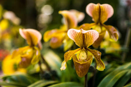 Paphiopedilum exulの写真素材