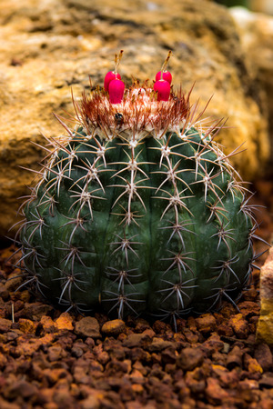 melocactus peruvianus