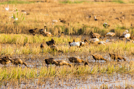 Duck Chase Fieldの写真素材